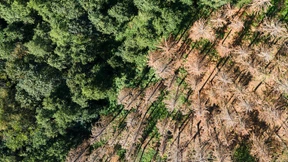 BUND: Hinz verschleppt machbare Rettung des Waldes