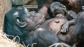 Nachwuchs bei den Bonobos