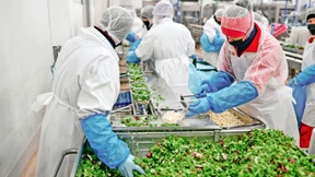 Salat vom Fließband