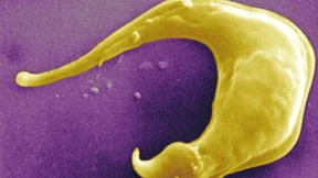 Mit DNA-Nanopartikeln gegen den Erreger der Schlafkrankheit