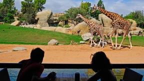 Nashorn, Strauß und Zebra in einem Gehege