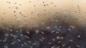 Die Mücken sind los