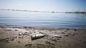 Größte Lagune in Spanien steht vor Ökokollaps