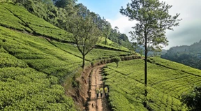 Das Säen einer Katastrophe