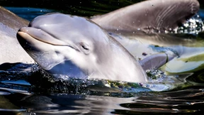 CIA trainierte Katzen, Delfine und Raben als Spione