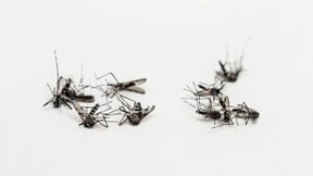 Tigermücken breiten sich in Frankfurt aus