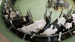 Konferenz zur Milchpreiskrise