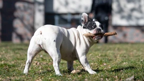 Herrchen in Not, Pfosten apportiert