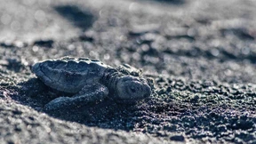 Große Freiheit für kleine Meeresschildkröten