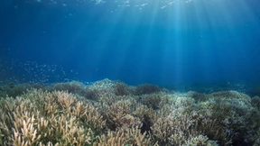 Zweite Korallenbleiche innerhalb von zehn Jahren