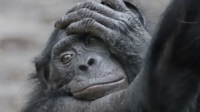 Sollen Zoos Tiere töten, wenn sie unfruchtbar werden?