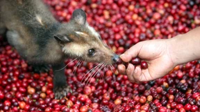 Wer erntet, zerstört leider meistens auch