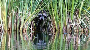 Wenn der Waschbär die Kröte häutet