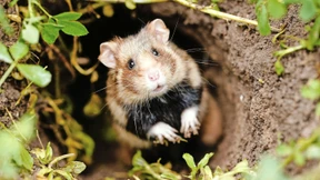 „Vielleicht können wir den Feldhamster retten – gegen alle Wahrscheinlichkeit“