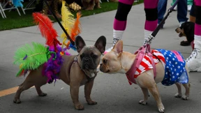 Hunde feiern Halloween