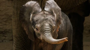 Wie Künstliche Intelligenz die Welt sieht