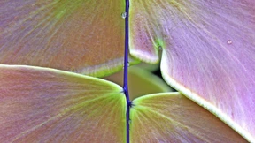 Das genetische Geheimnis der widerstandsfähigen Farne