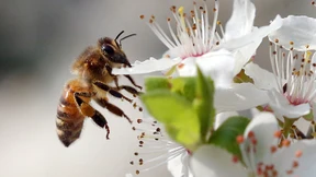 Erstmals Impfstoff für Bienen zugelassen