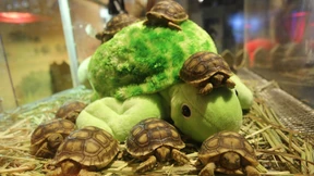 Online funktioniert diese Überschrift nicht