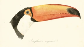 Der preußische Pionier im Urwald