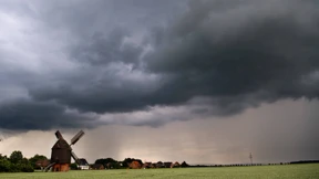 Der Spinat verfault auf den Feldern