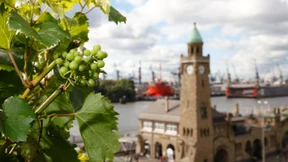 Die Weinlese fällt dieses Jahr aus