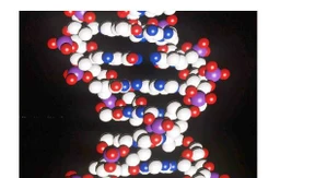 Erbmolekül bildet die Basis für Nanoröhrchen