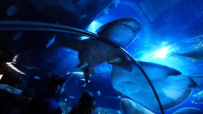 „Derzeit ergibt das Hai-Projekt keinen Sinn“