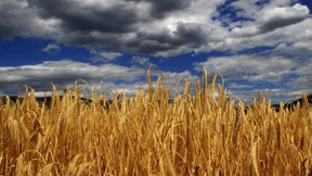 Der Weizen macht den Westen egoistisch