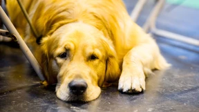 Dicke Hunde verhalten sich wie dicke Menschen