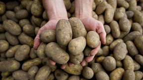 Die Kartoffelkrise