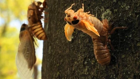 Zirpen wie ein Rasenmäher