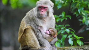 43 Affen aus Forschungslabor in den USA ausgebrochen