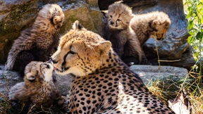 Flauschiger Nachwuchs darf nach draußen