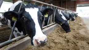 Asiatische Milchtrinker helfen hessischen Bauern