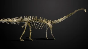 Dinosaurier-Skelett für 480.000 Euro versteigert