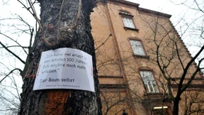 „Wir beeilen uns, die Bäume vor der Brutzeit zu fällen“