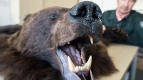 Umweltministerium will Jagdtrophäen-Import einschränken