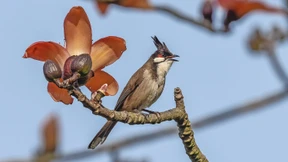 Wie das Überleben von Pflanzenarten von Samenfressern abhängt