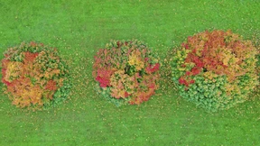 Meteorologen prognostizieren milden Winter