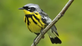 Wenn Sie in New York sind, achten Sie auf die Vögel!