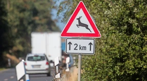 Wildunfälle und Unfallfluchten sind die Hauptsorgen der Polizei