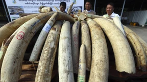 Schmuggler verdienen weniger Geld mit Elfenbein und Nashörnern