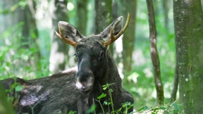 Elch Emil betäubt und umgesiedelt