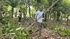 Teure Bohnen, arme Bauern