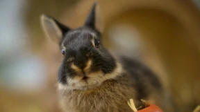 Zur Lage des Kaninchens