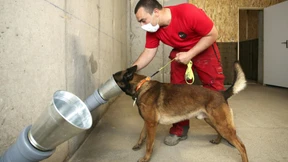 Hunde sollen Covid-19 erschnüffeln