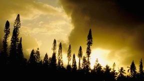 Dieser Hauch von Terpentin