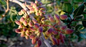 Mit Pistazienduft bleibt es sommerlich