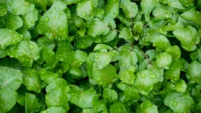 Kult-Gemüse mit Superkräften